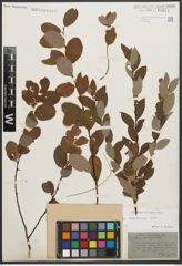 Foto von Salix starkeana Willd.